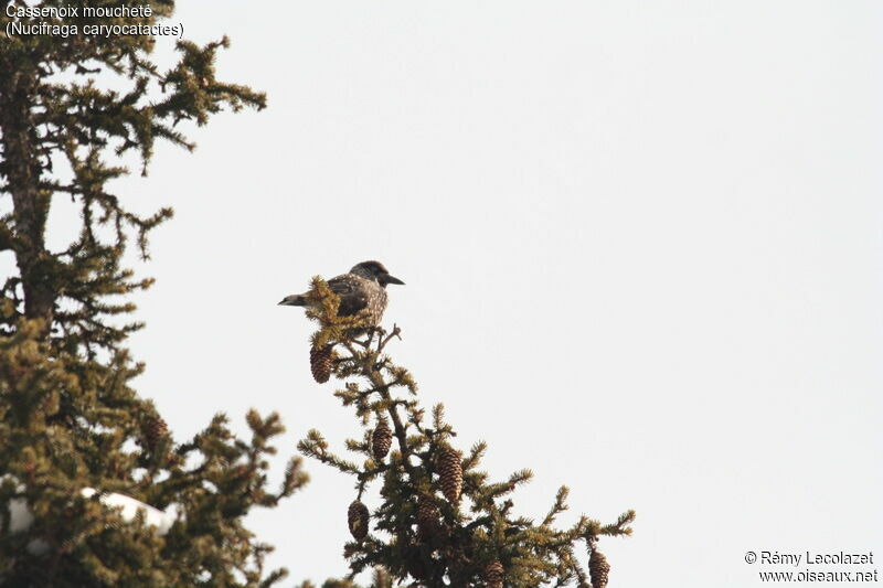 Spotted Nutcracker