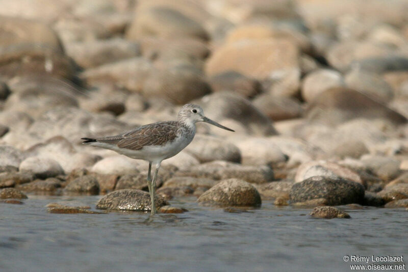 Common Greenshank