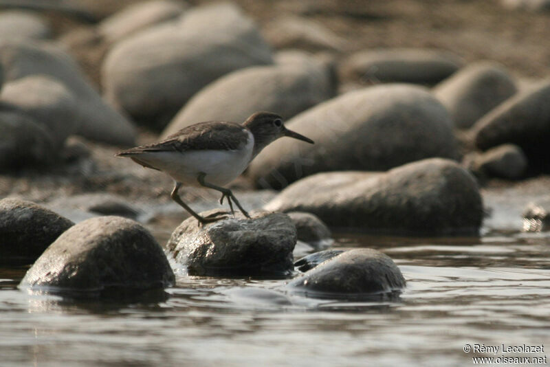 Common Sandpiper