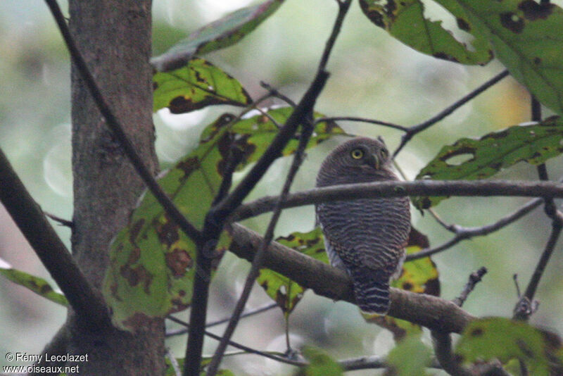 Jungle Owlet