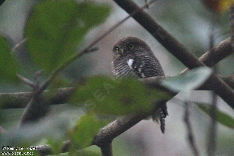 Jungle Owlet