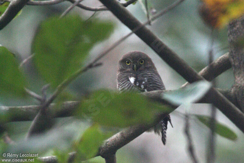 Jungle Owlet