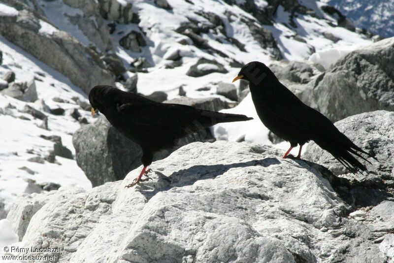 Alpine Chough