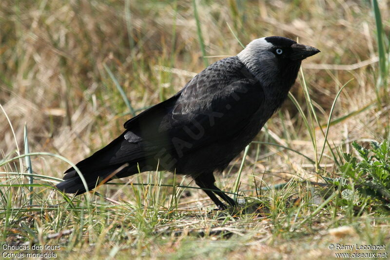 Western Jackdaw