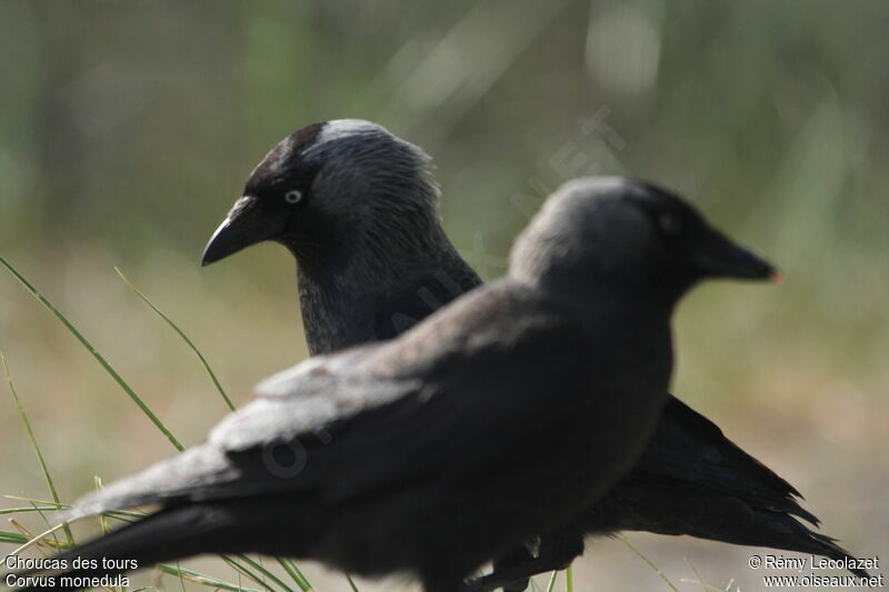 Western Jackdaw