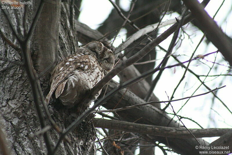 Tawny Owl