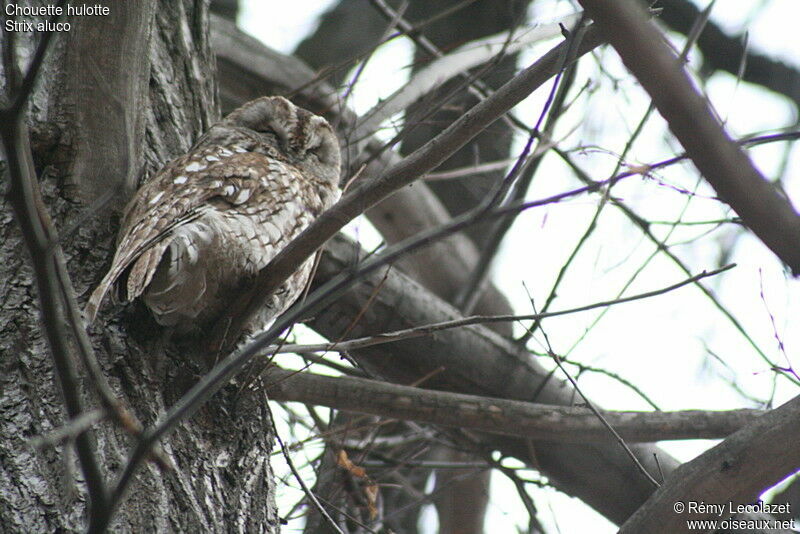 Tawny Owl