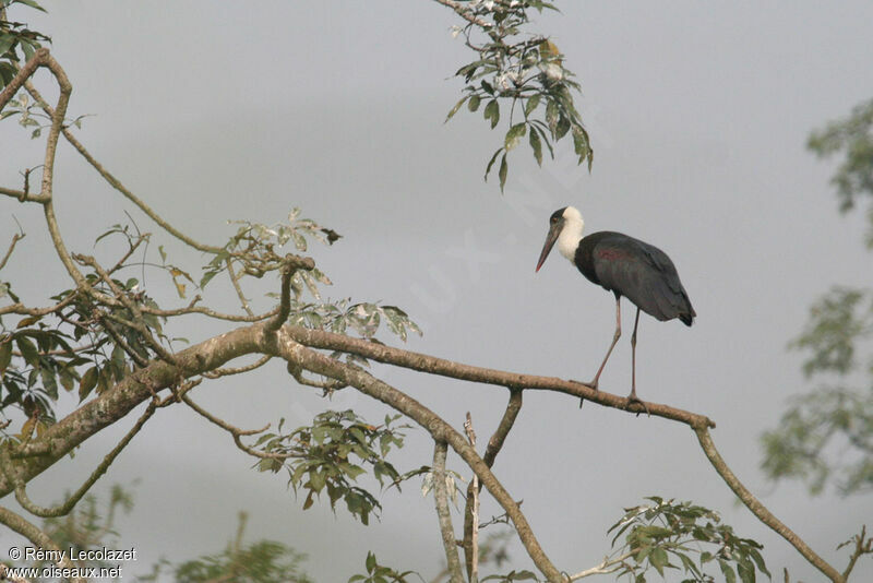 Asian Woolly-necked Stork