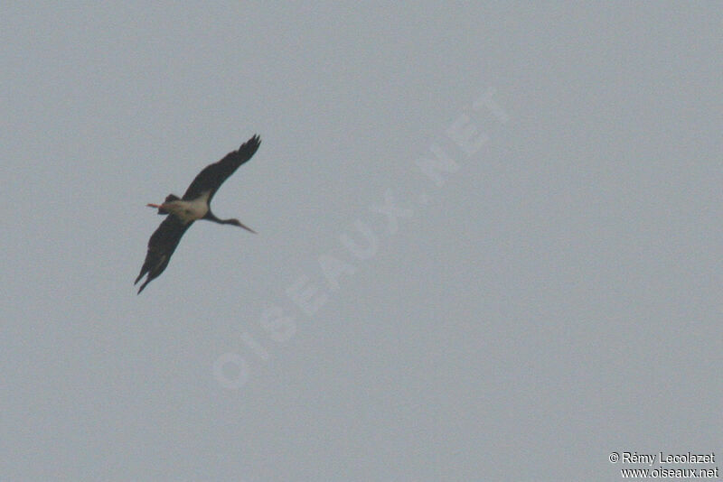 Black Stork