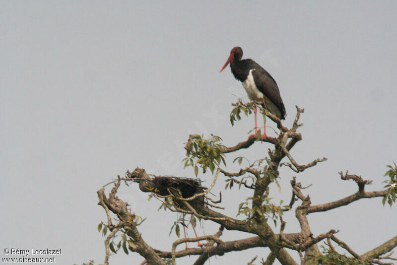 Cigogne noire