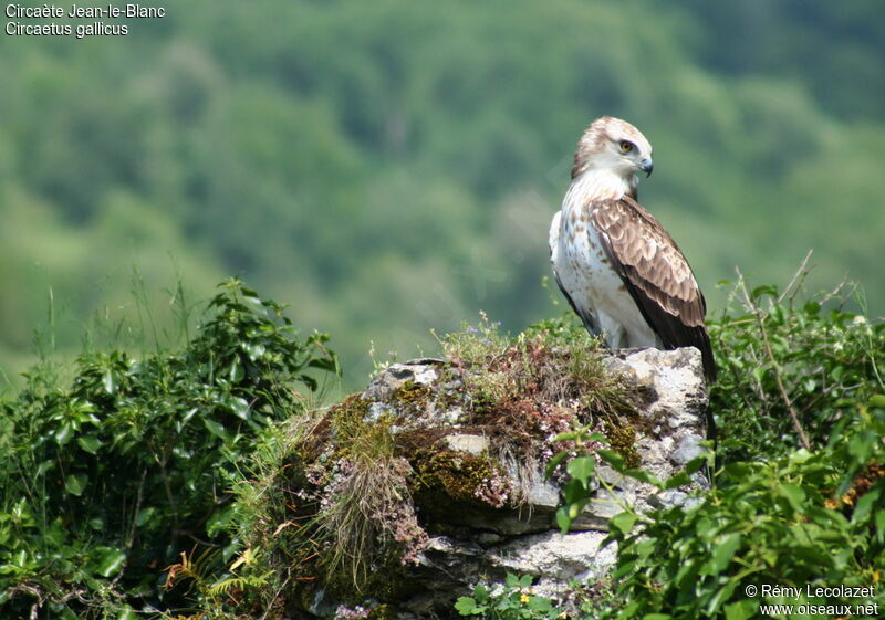 Short-toed Snake Eagleadult