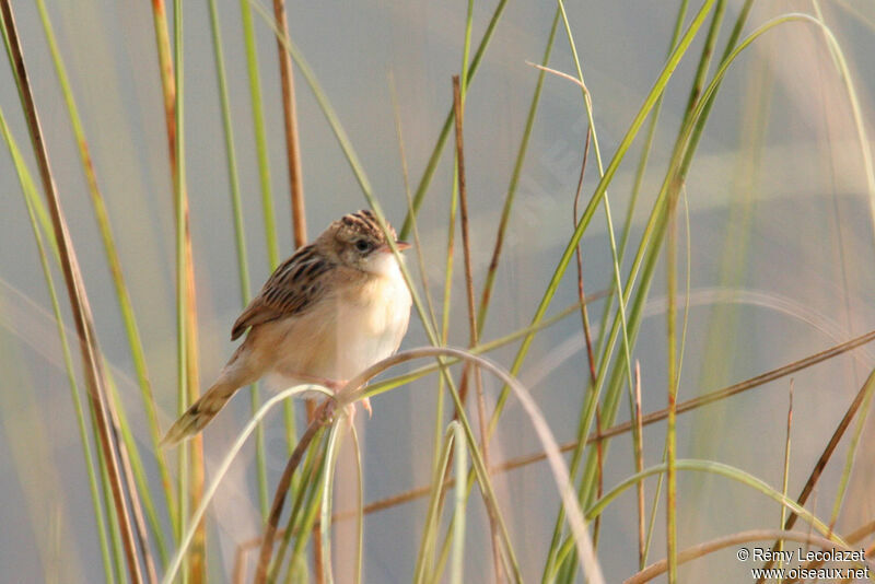 Zitting Cisticola