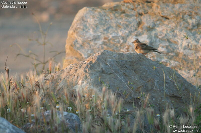 Cochevis huppéadulte