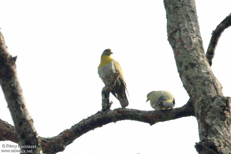 Yellow-footed Green Pigeon