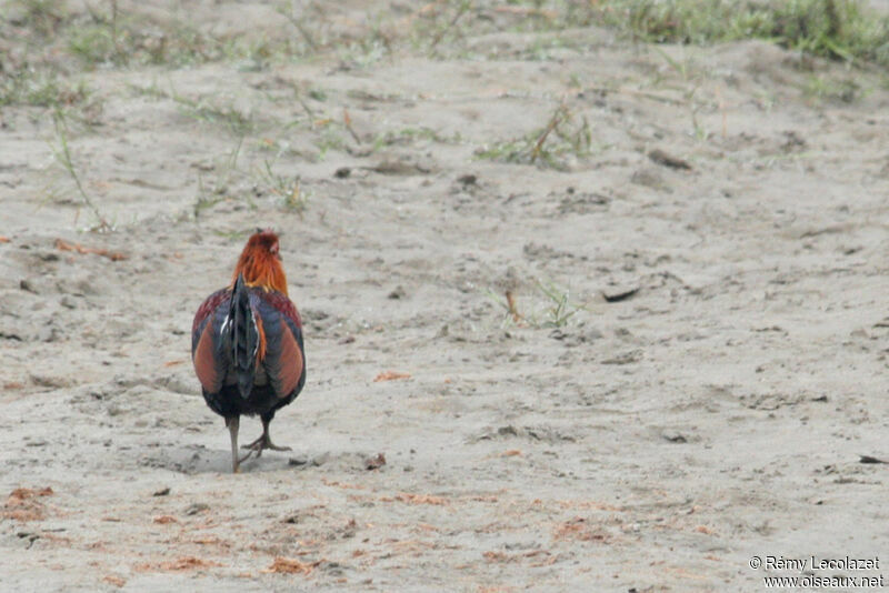 Red Junglefowl