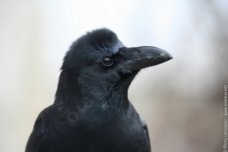 Corbeau à gros bec