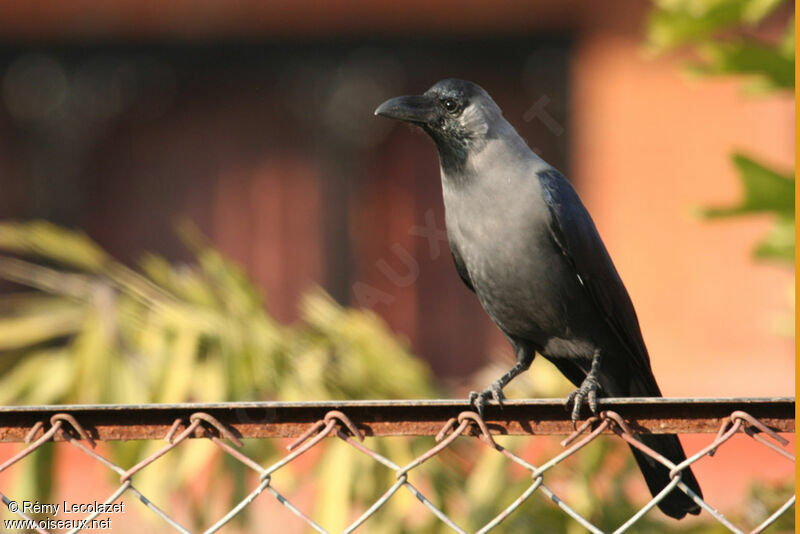 House Crow