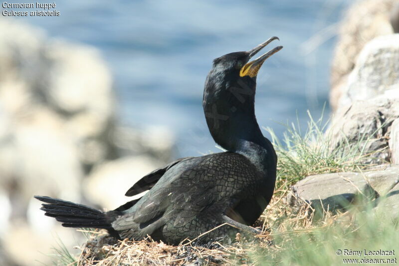 Cormoran huppéadulte nuptial, Nidification