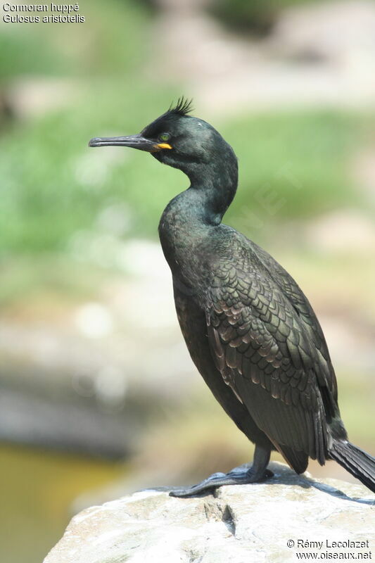 European Shag