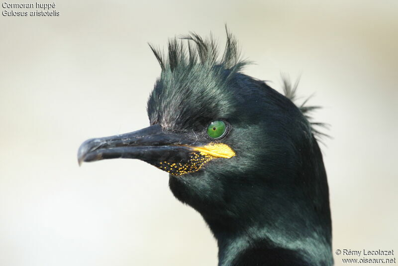 European Shag