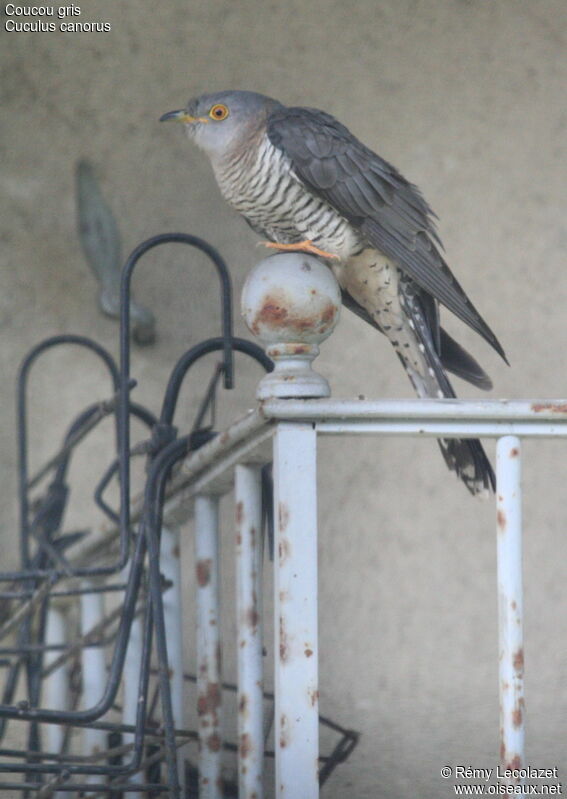 Common Cuckoo female adult breeding