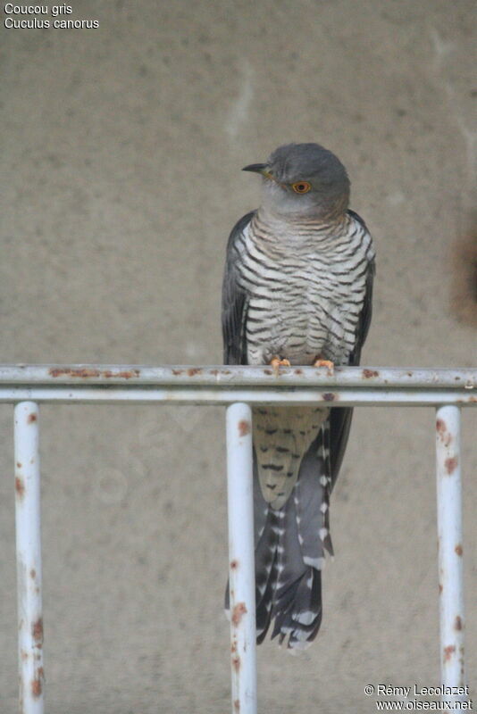 Coucou gris femelle adulte nuptial