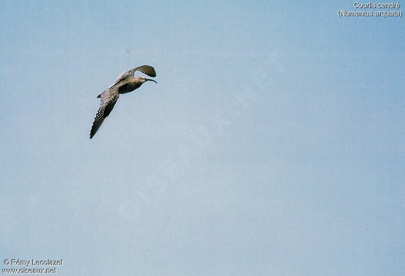 Eurasian Curlew