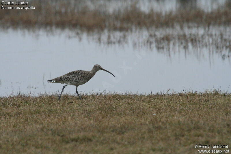 Eurasian Curlew