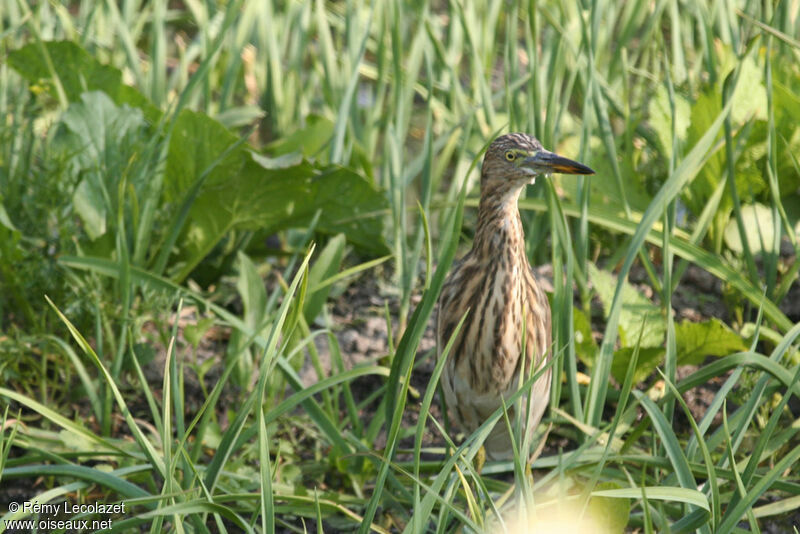 Indian Pond Heron