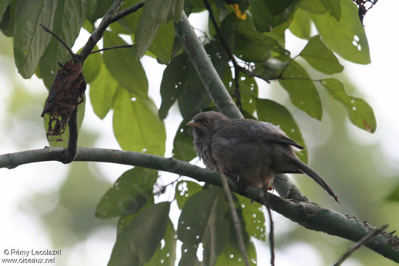 Jungle Babbler