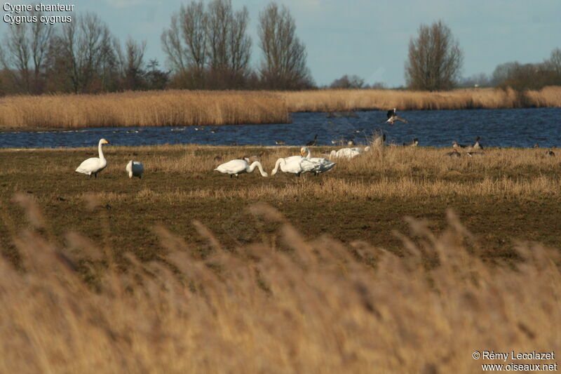 Cygne chanteur