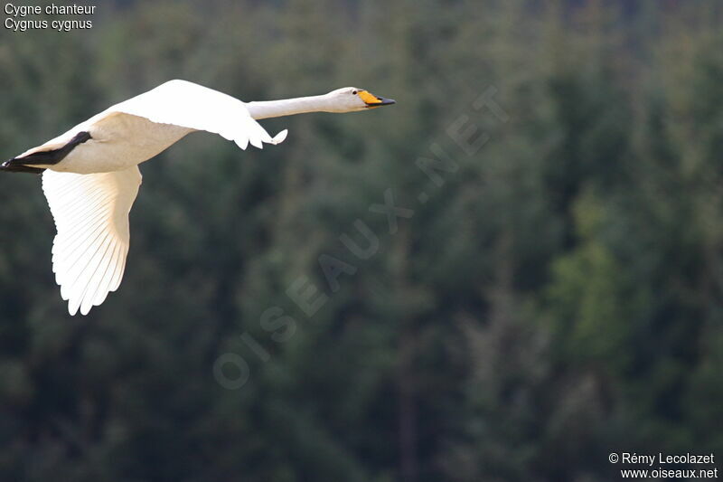 Cygne chanteuradulte