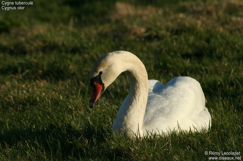 Cygne tuberculé