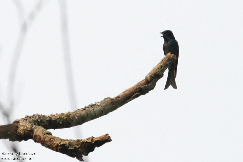 Drongo à ventre blanc