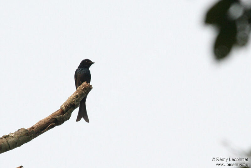 White-bellied Drongo