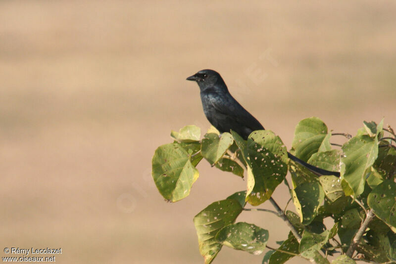 Drongo royal