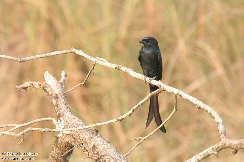 Black Drongo