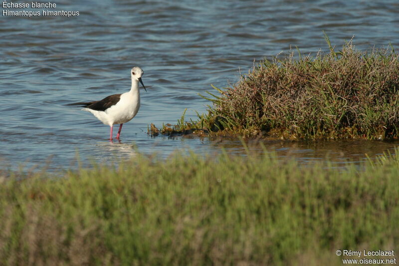 Black-winged Stiltadult