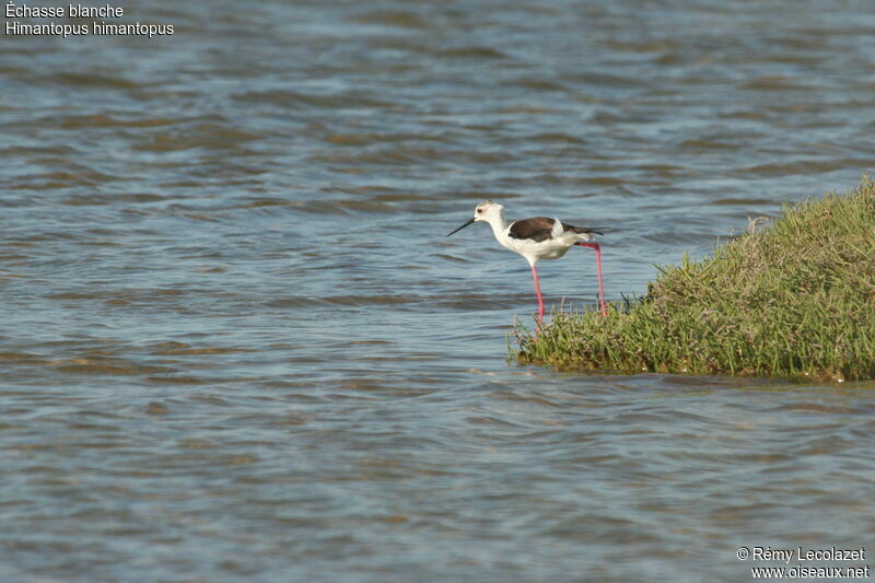 Black-winged Stiltadult