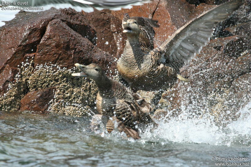 Eider à duvet femelle adulte, Vol