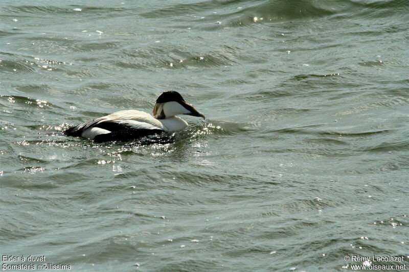 Eider à duvet mâle adulte