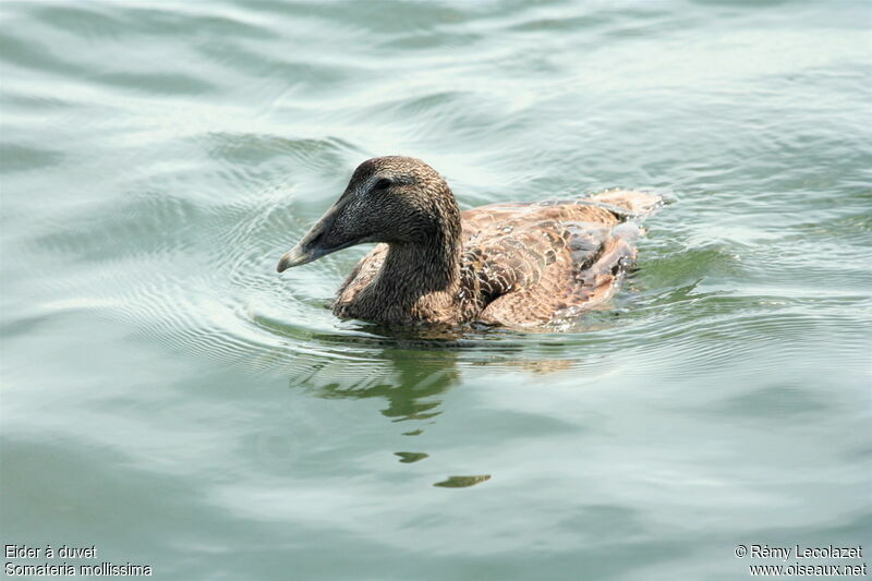 Eider à duvet femelle adulte