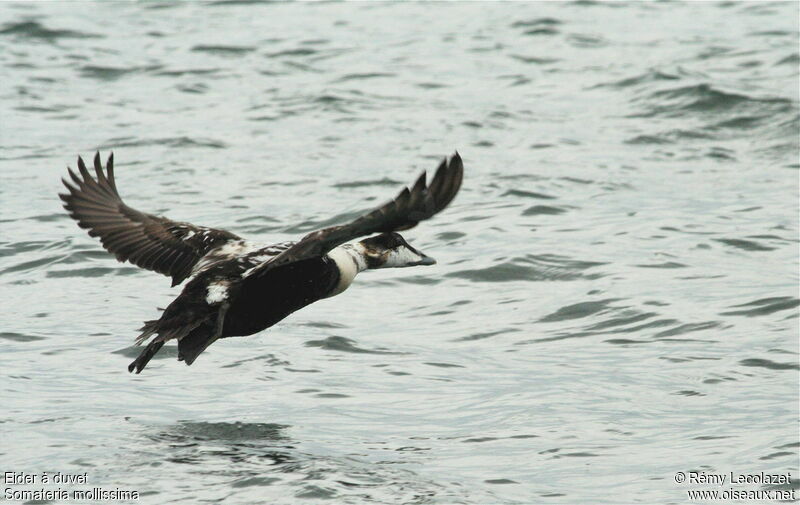 Eider à duvet mâle immature