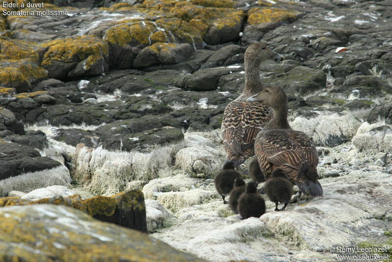 Eider à duvet femelle adulte