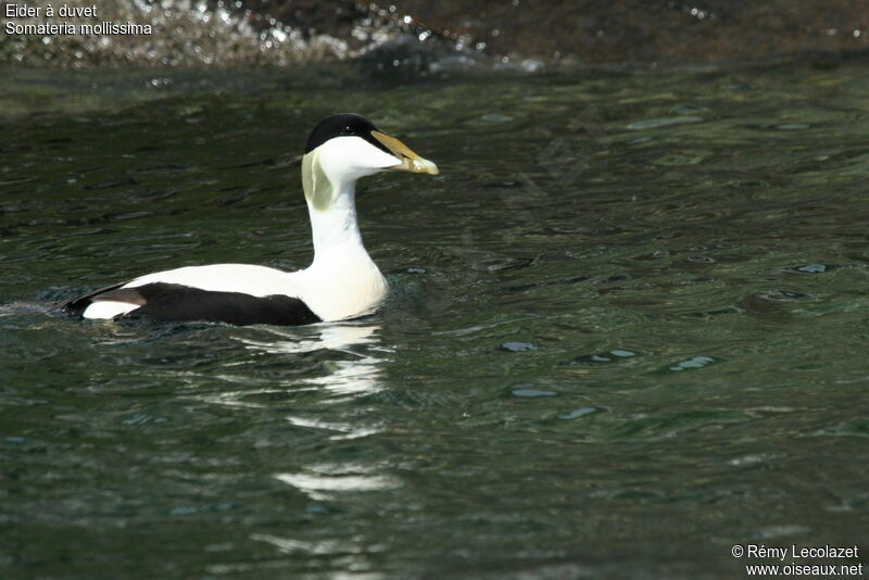 Common Eider male adult breeding