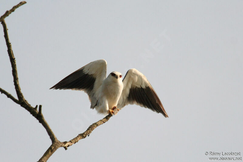 Black-winged Kite