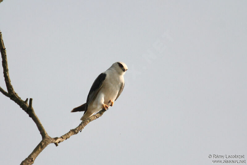 Black-winged Kite