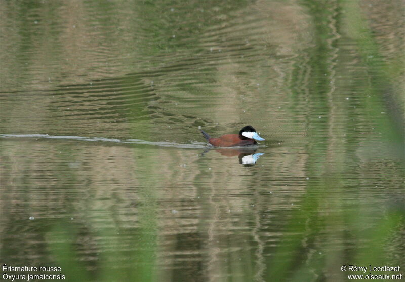 Ruddy Duck male adult