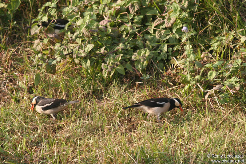 Indian Pied Myna