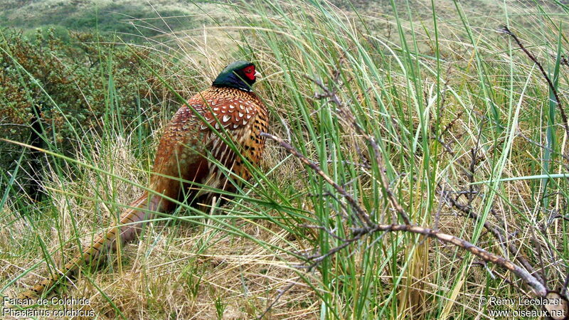 Common Pheasant male adult